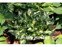 Hosta 